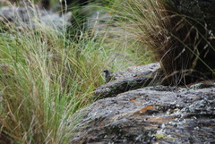 Scytalopus superciliaris