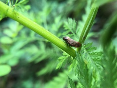 Eoscarta assimilis