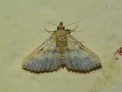 Cerynea thermesialis