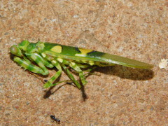 Chlidonoptera