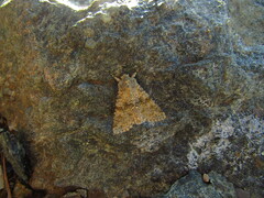 Polymixis rufocincta