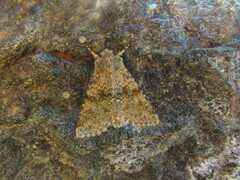 Polymixis rufocincta