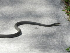 Coluber constrictor paludicola