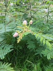 Mimosa pigra