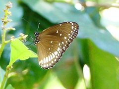 Euploea core core