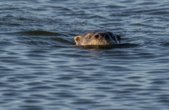 Lontra longicaudis