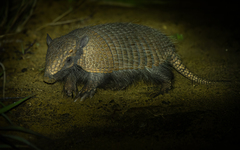 Euphractus sexcinctus