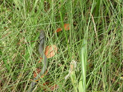 Coluber constrictor paludicola