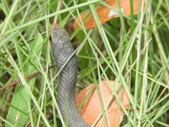 Coluber constrictor paludicola