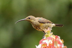 Nectarinia famosa famosa