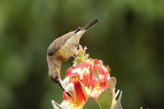 Nectarinia famosa famosa