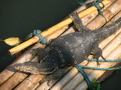 Varanus salvator