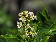 Psychotria carthagenensis