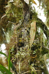 Trichosalpinx arbuscula