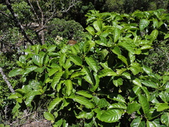 Psychotria carthagenensis