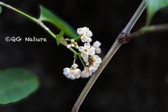 Persicaria chinensis