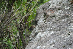 Scytalopus superciliaris