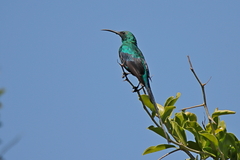 Nectarinia famosa famosa