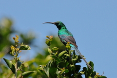Nectarinia famosa famosa