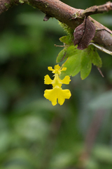 Erycina pumilio