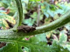 Clovia