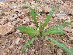 Caulanthus lasiophyllus