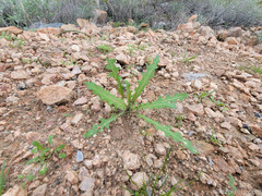 Caulanthus lasiophyllus