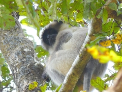 Semnopithecus hypoleucos