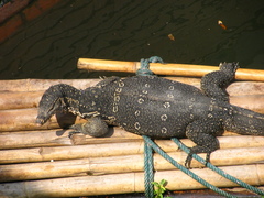 Varanus salvator