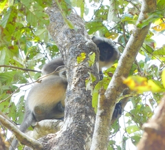 Semnopithecus hypoleucos