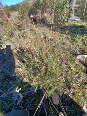 Santolina rosmarinifolia