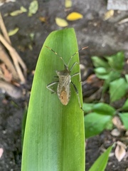 Elasmopoda valga