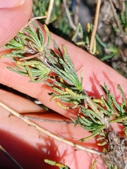 Santolina rosmarinifolia