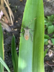 Elasmopoda valga