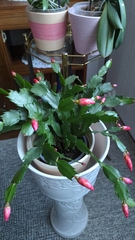 Schlumbergera buckleyi