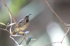 Chalcomitra amethystina