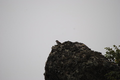 Ochthoeca leucophrys