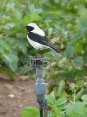 Oenanthe melanoleuca