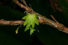 Erycina pumilio