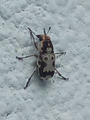 Gymnognathus