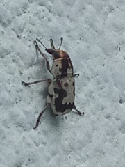 Gymnognathus