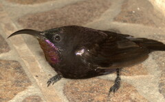 Chalcomitra amethystina