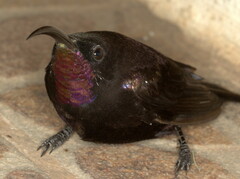 Chalcomitra amethystina