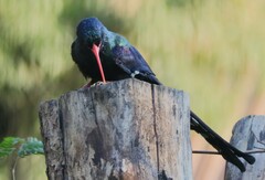 Phoeniculus purpureus