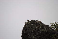 Ochthoeca leucophrys