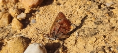 Aloeides pierus