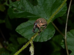 Sternuchopsis glanvillei