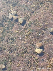 Tectarius striatus