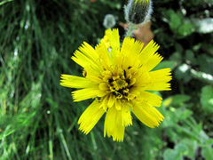 Hieracium amplexicaule