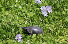 Kinosternon hirtipes murrayi